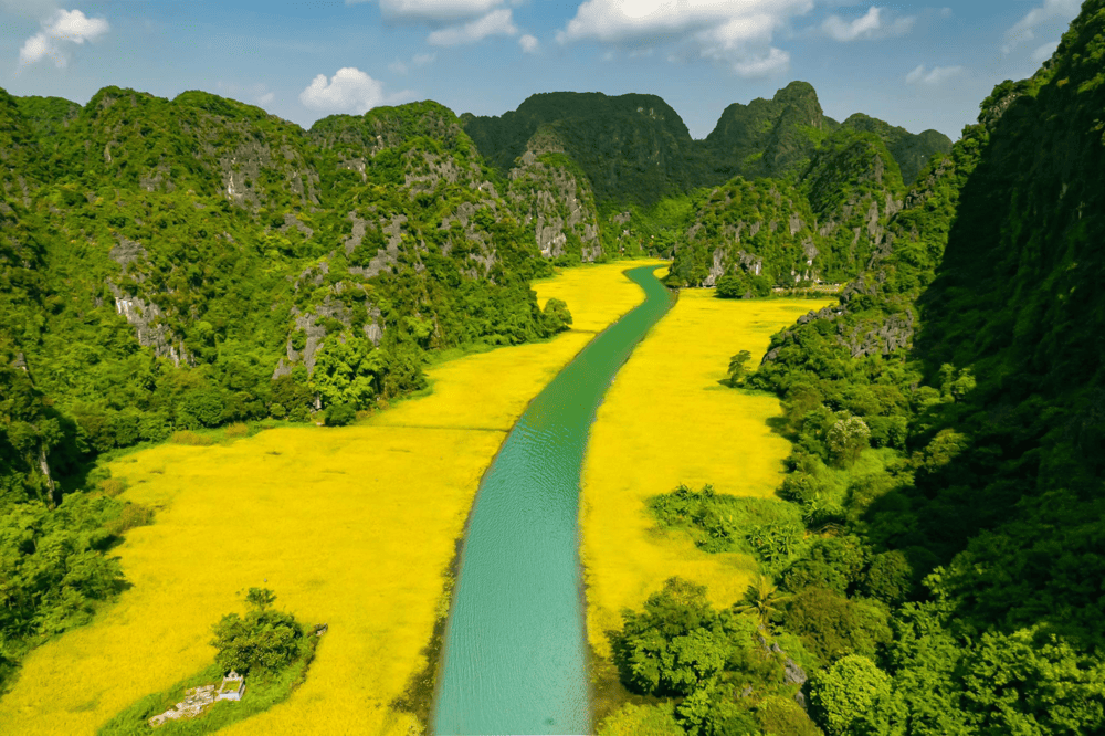 Autumn paints Ninh Binh in golden tones and sunlit rice paddies stretching to the horizon (Source: Fanpage Tam Coc Scenic Area - Khu du lịch Tam Cốc)